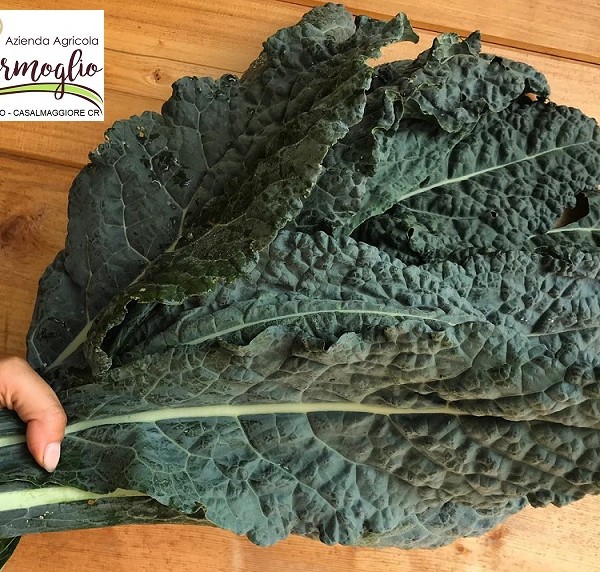 CAVOLO NERO