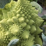 cavolf romanesco